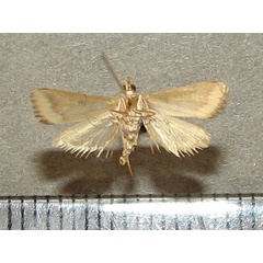 /filer/webapps/moths/media/images/C/coelatalis_Achyra_A_Goffb_02.jpg