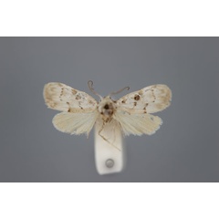/filer/webapps/moths/media/images/O/omphalota_Nola_LT_BMNH.jpg