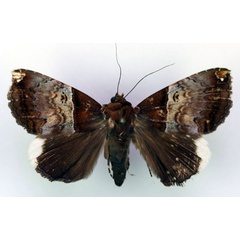 /filer/webapps/moths/media/images/L/leucopera_Achaea_A_RMCA_02.jpg