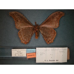 /filer/webapps/moths/media/images/E/elisabethae_Micragone_HT_RMCA_02.jpg