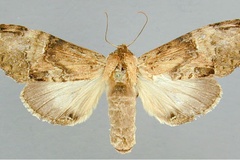 Stemmatophalera hypochlora