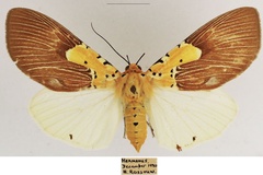 Asota speciosa