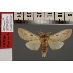 /filer/webapps/moths/media/images/S/schintlmeisteri-Afroplitis-PT-Yemen.JPG