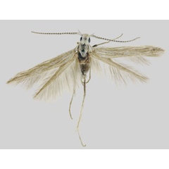 /filer/webapps/moths/media/images/F/fracta_Coleophora_HT_BMNH.jpg