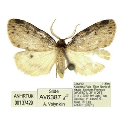 /filer/webapps/moths/media/images/P/punctata_Thumatha_AM_ANHRT_01.jpg