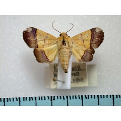 /filer/webapps/moths/media/images/C/congoensis_Strongylosia_A_Revell.jpg