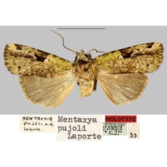 /filer/webapps/moths/media/images/P/pujoli_Mentaxya_HT_MNHN.jpg