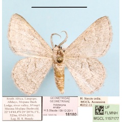 /filer/webapps/moths/media/images/E/errata_Holoterpna_A_MGCLa_01.JPG