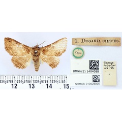 /filer/webapps/moths/media/images/C/cilipes_Dugaria_HT_BMNH.jpg