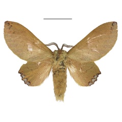 /filer/webapps/moths/media/images/M/micha_Nirbiana_AF_ANHRT.jpg