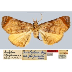 /filer/webapps/moths/media/images/S/subpurpurascens_Paralephana_HT_MNHN.jpg