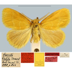 /filer/webapps/moths/media/images/B/boulifa_Euproctis_LT_MNHN.jpg