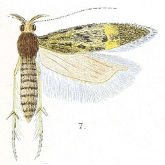 /filer/webapps/moths/media/images/Z/zymotis_Telphusa_LT_Meyrick_4-7.jpg