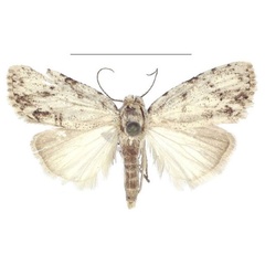 /filer/webapps/moths/media/images/C/cretacea_Ezishnola_AM_ANHRT_02.jpg