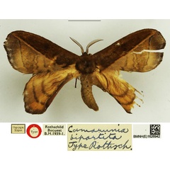/filer/webapps/moths/media/images/B/bipartita_Camerunia_HT_NHMUK.jpg