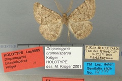 Drepanogynis brunneisparsa