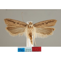 /filer/webapps/moths/media/images/N/nyangensis_Nothris_MHT_MfN.jpg