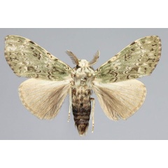 /filer/webapps/moths/media/images/M/mascarena_Griveaudyria_AM_Collectora.jpg