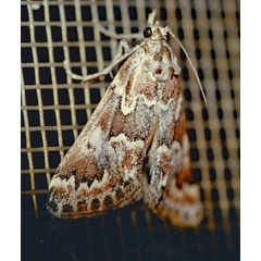 /filer/webapps/moths/media/images/D/dinteri_Hypotia_A_Roland_01.jpg