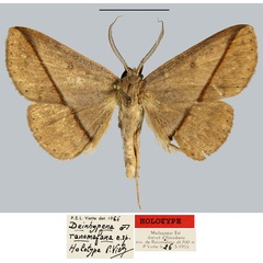 /filer/webapps/moths/media/images/R/ranomafana_Deinypena_HT_MNHN.jpg