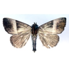 /filer/webapps/moths/media/images/T/trigonica_Neonegeta_A_RMCA.jpg