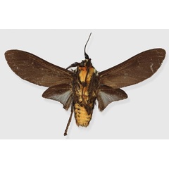 /filer/webapps/moths/media/images/E/eala_Casphalia_HT_RMCAb.jpg