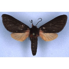 /filer/webapps/moths/media/images/I/insignis_Metarctia_AT_RMCA_03.jpg