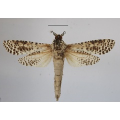/filer/webapps/moths/media/images/L/leopardina_Azygophleps_A_MGCLb.JPG