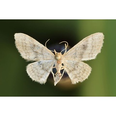 /filer/webapps/moths/media/images/C/consericeata_Idaea_A_Butler.jpg