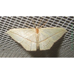 /filer/webapps/moths/media/images/O/obversata_Traminda_A_Bippus.jpg