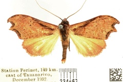 Hondryches problematica
