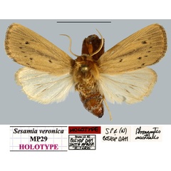 /filer/webapps/moths/media/images/V/veronica_Sesamia_HT_MNHNa.jpg