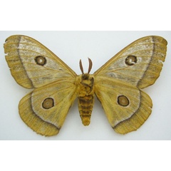 /filer/webapps/moths/media/images/B/bomfordi_Bunaeopsis_PTM_NHMUKb.jpg