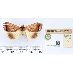 /filer/webapps/moths/media/images/D/dilecta_Ophiusa_HT_BMNH.jpg