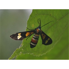 /filer/webapps/moths/media/images/L/lethe_Euchromia_A_Jorpeland.jpg