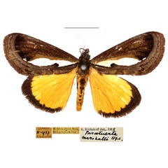 /filer/webapps/moths/media/images/M/marshalli_Paratuerta_AM_RBINS.jpg