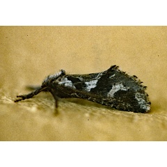 /filer/webapps/moths/media/images/ /thermodes_Afrotheora_A_Roland_01.jpg