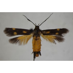 /filer/webapps/moths/media/images/F/florifera_Eretmocera_A_BMNH.jpg