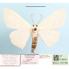 /filer/webapps/moths/media/images/C/ctenophora_Somatina_A_MGCL_01.JPG