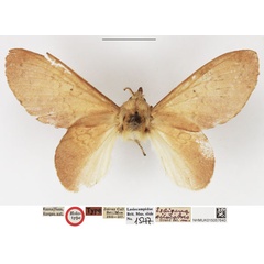 /filer/webapps/moths/media/images/S/silvestris_Estigena_HT_NHMUK.jpg