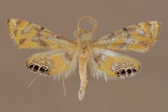 Eoophyla capensis