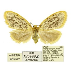/filer/webapps/moths/media/images/T/takanoi_Palaeugoa_PTF_ANHRT.jpg