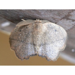 /filer/webapps/moths/media/images/L/larsa_Ectropona_A_Wijtten.JPG