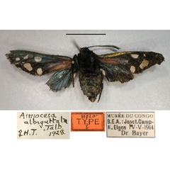 /filer/webapps/moths/media/images/A/albiguttata_Arniocera_A_RMCA_02.jpg