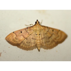 /filer/webapps/moths/media/images/A/atritermina_Psara_A_Heyns_01.jpg