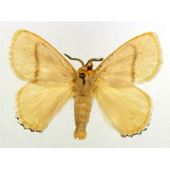 /filer/webapps/moths/media/images/N/nigrociliata_Chrysopoloma_AM_Basquin_02.jpg