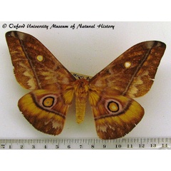 /filer/webapps/moths/media/images/W/wahlbergii_Gonimbrasia_A_OUMNH_02.jpg