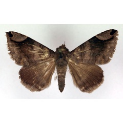 /filer/webapps/moths/media/images/T/trogosema_Bastilla_A_RMCA.jpg