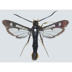 /filer/webapps/moths/media/images/D/darkovi_Jerbeia_PT_COGMa.jpg
