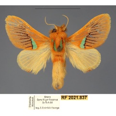 /filer/webapps/moths/media/images/O/ochsei_Delorhachis_PTM_Fiebig_02.jpg